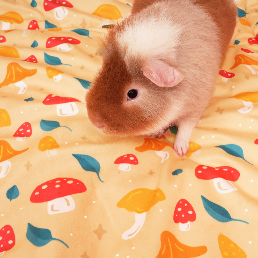 1.GuineapigonKaveeMushroomfleeceliner.jpg