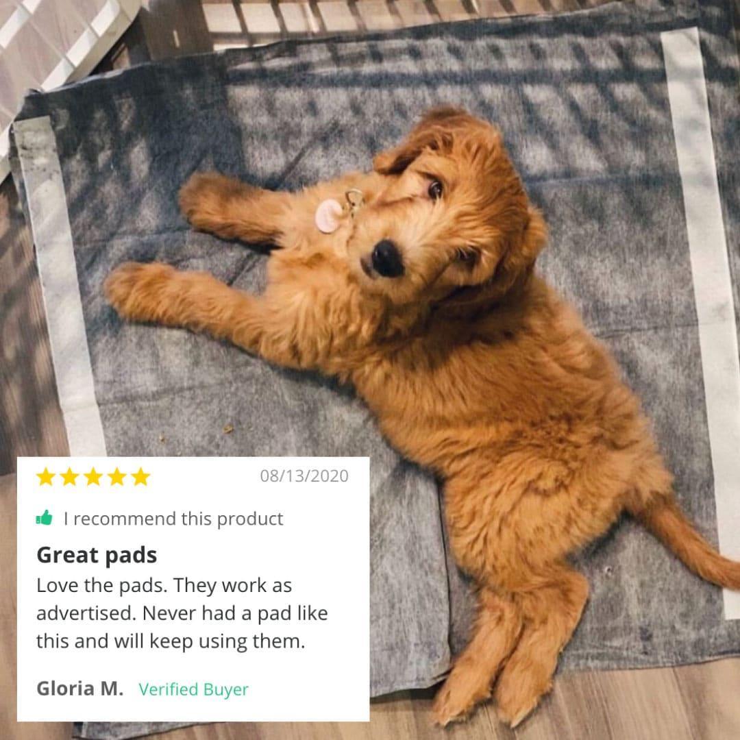 magic-pee-pads-alpha-paw-7_876d5d3d-d6b9-40a2-8cf9-f5237308b158.jpg